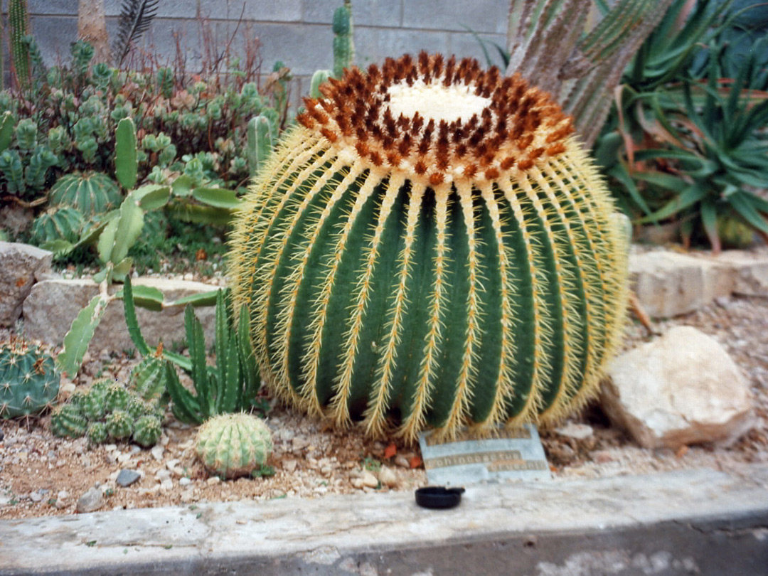 Echinocactus grusonii