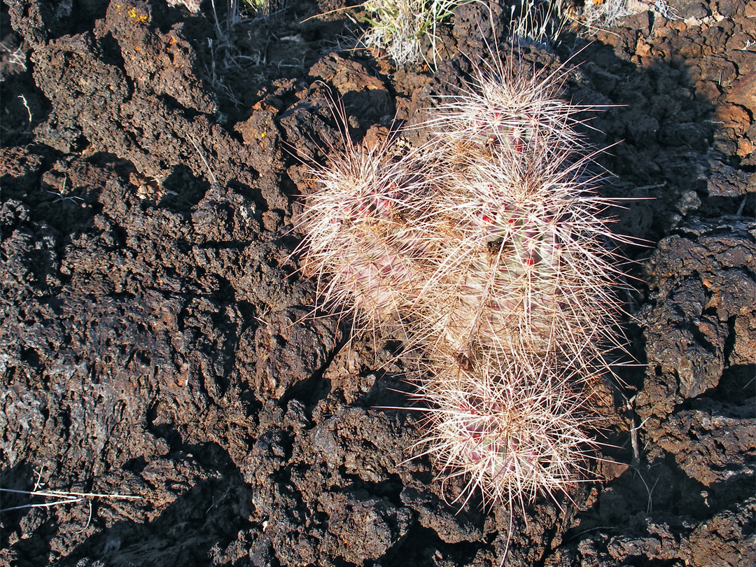 Echinocereus