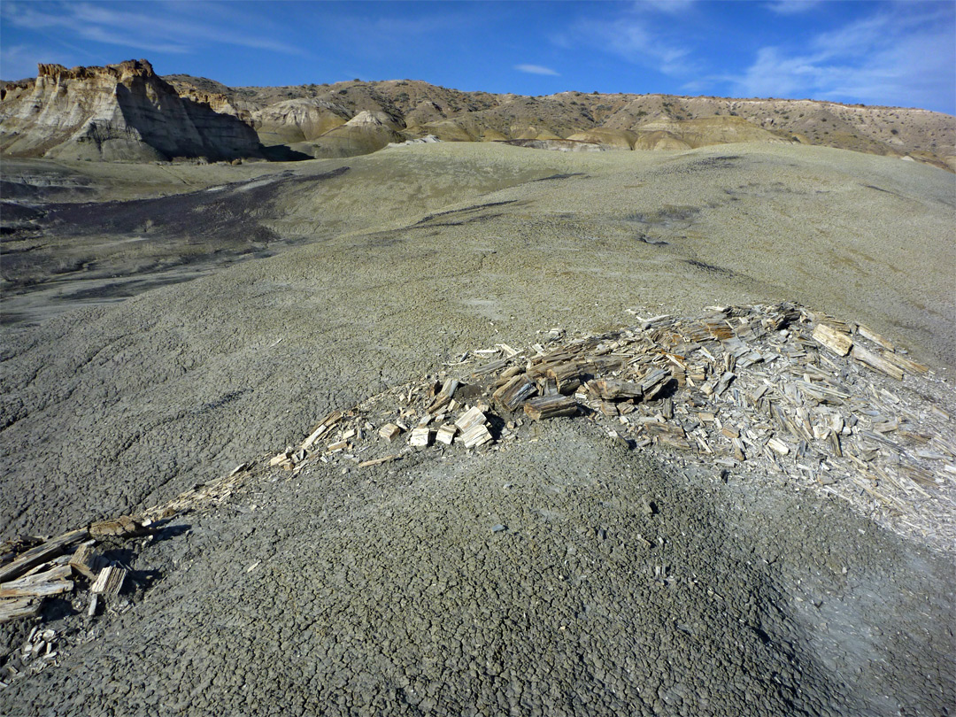 Fragmented petrified tree