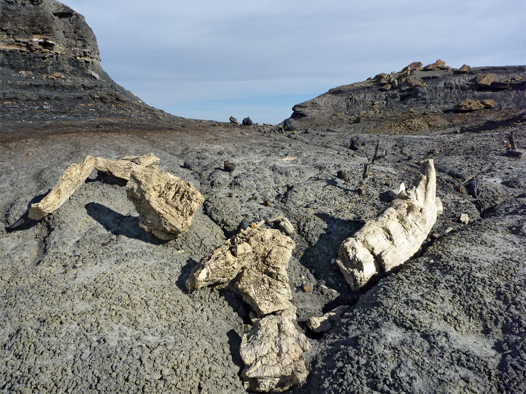 Petrified wood on coal