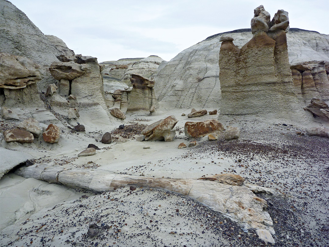 Petrified trunk