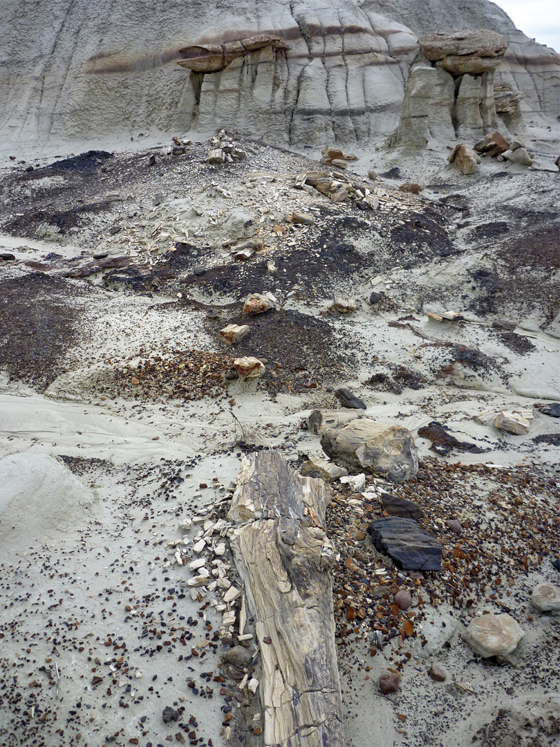 Petrified wood