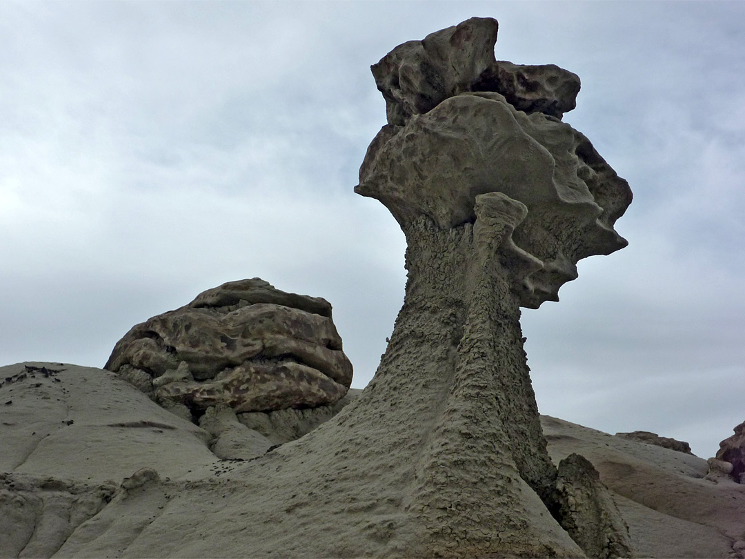 Fossil Forest, New Mexico