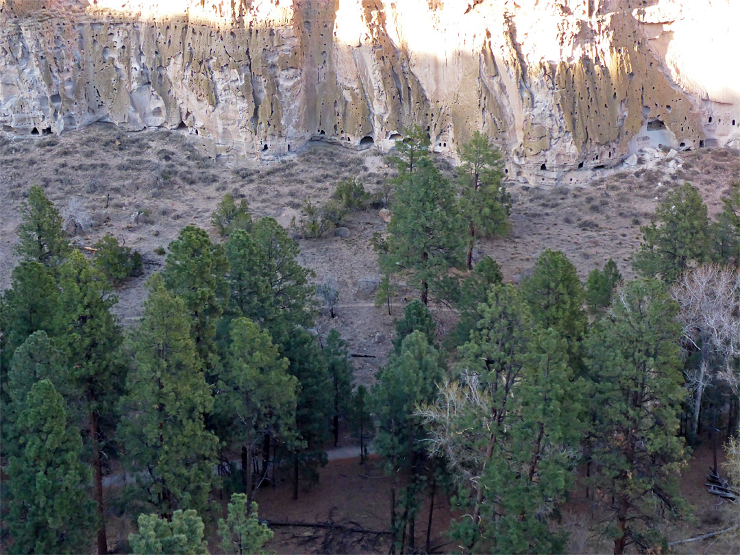 Trees and cliffs