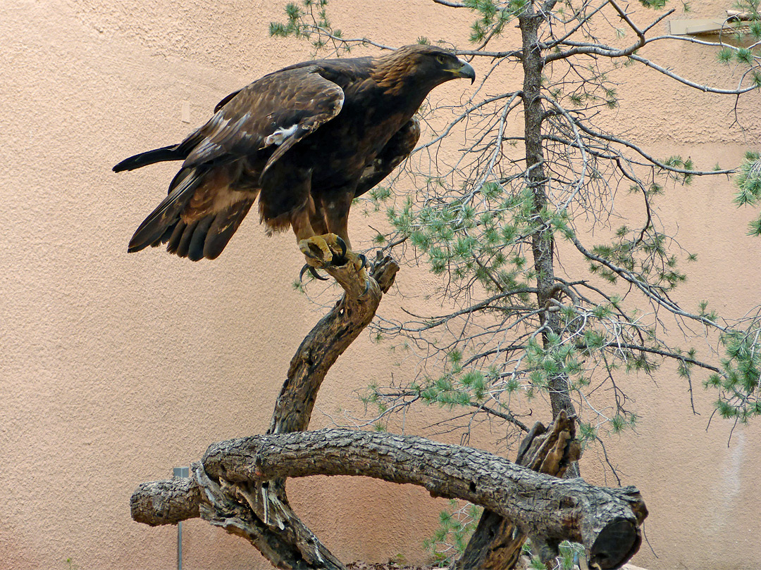 Golden eagle on a branch