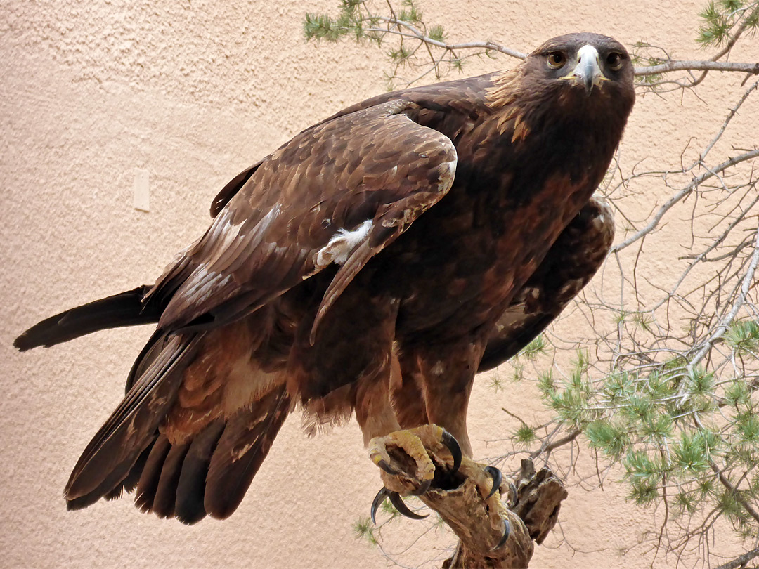 Golden eagle