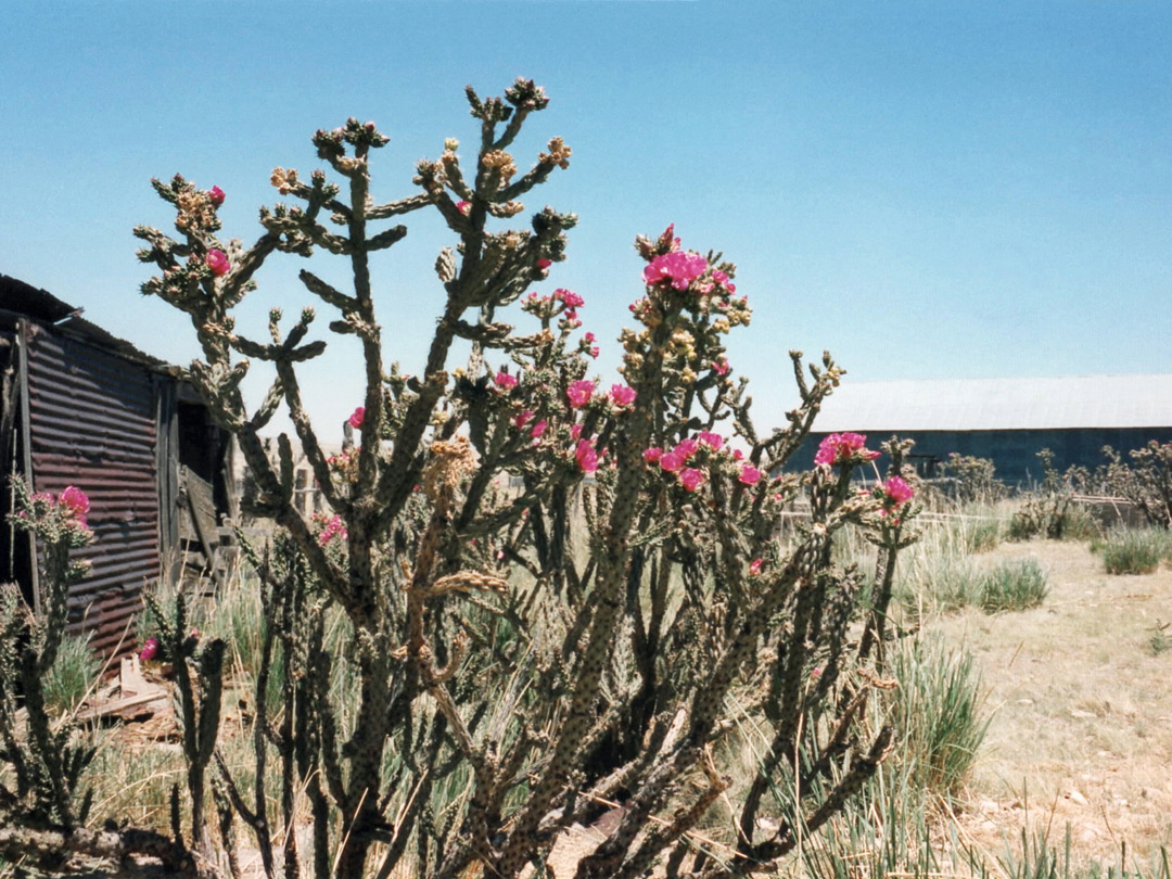 Tree cholla