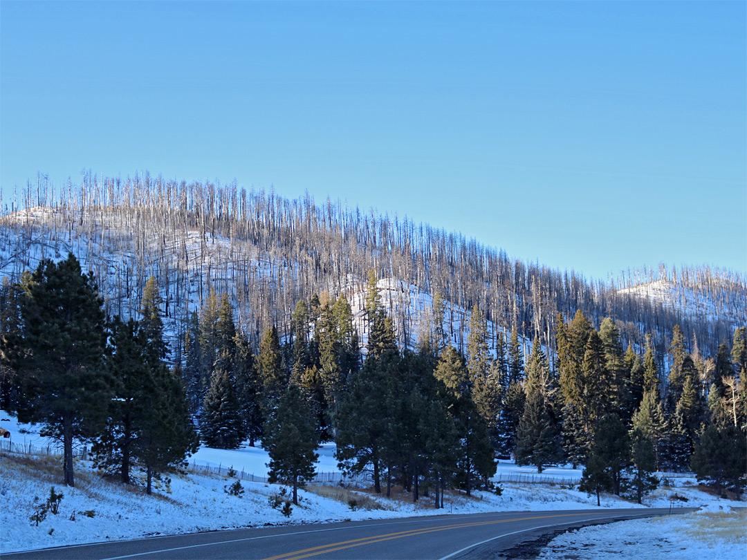 Snow and trees