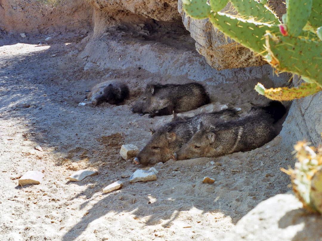 Sleepy javelinas