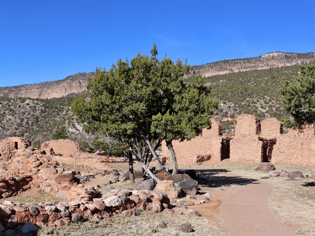 Trees and ruins