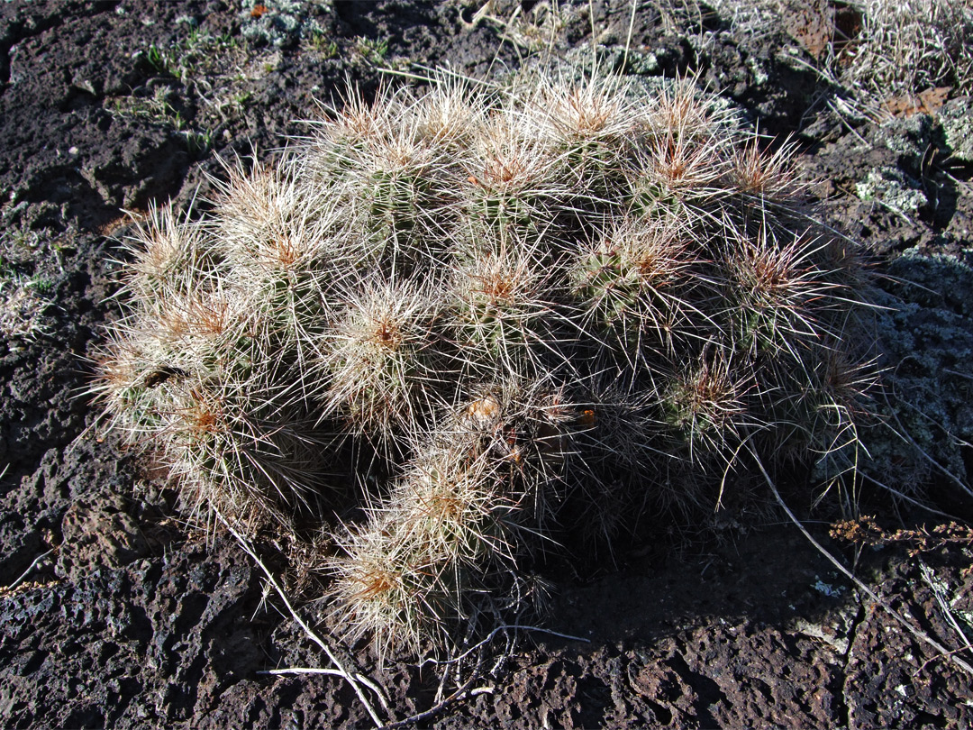 Echinocereus growing on lava