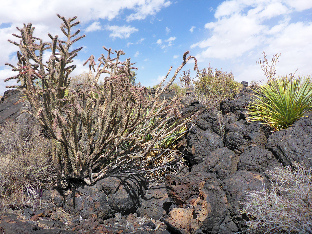 Sotol and cholla