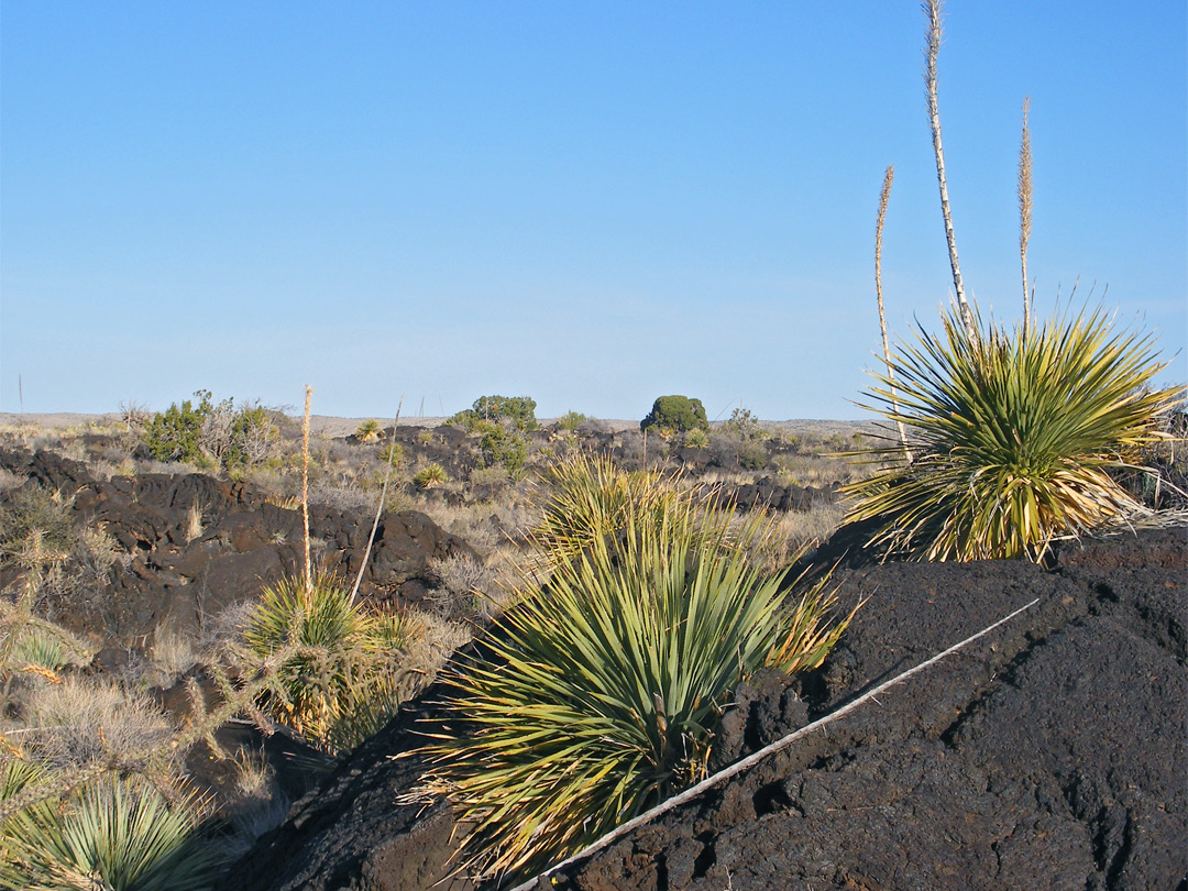 Sotol on lava