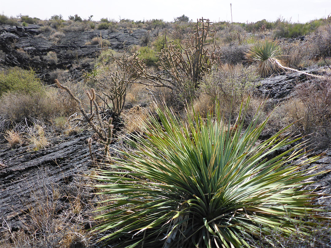 Plants on lava