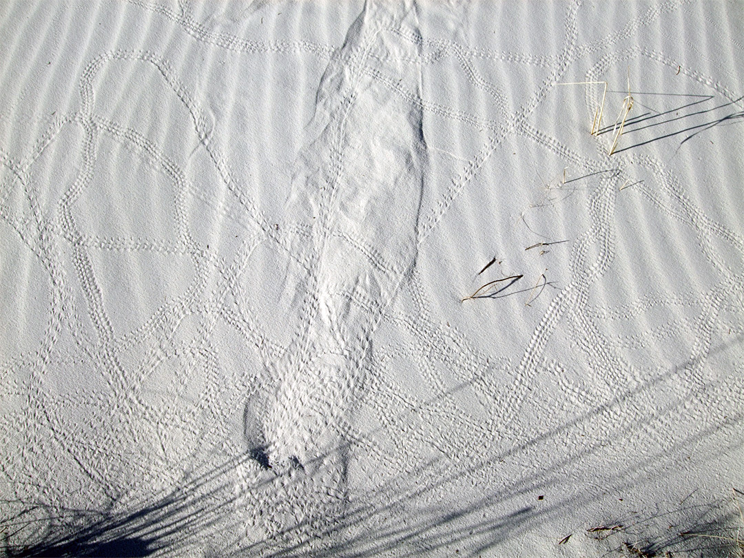 Lizard tracks