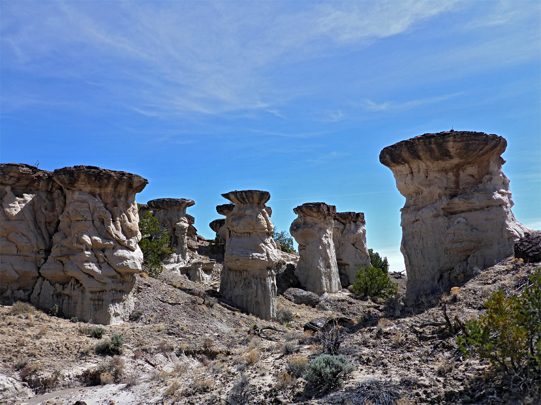 Bushes and hoodoos