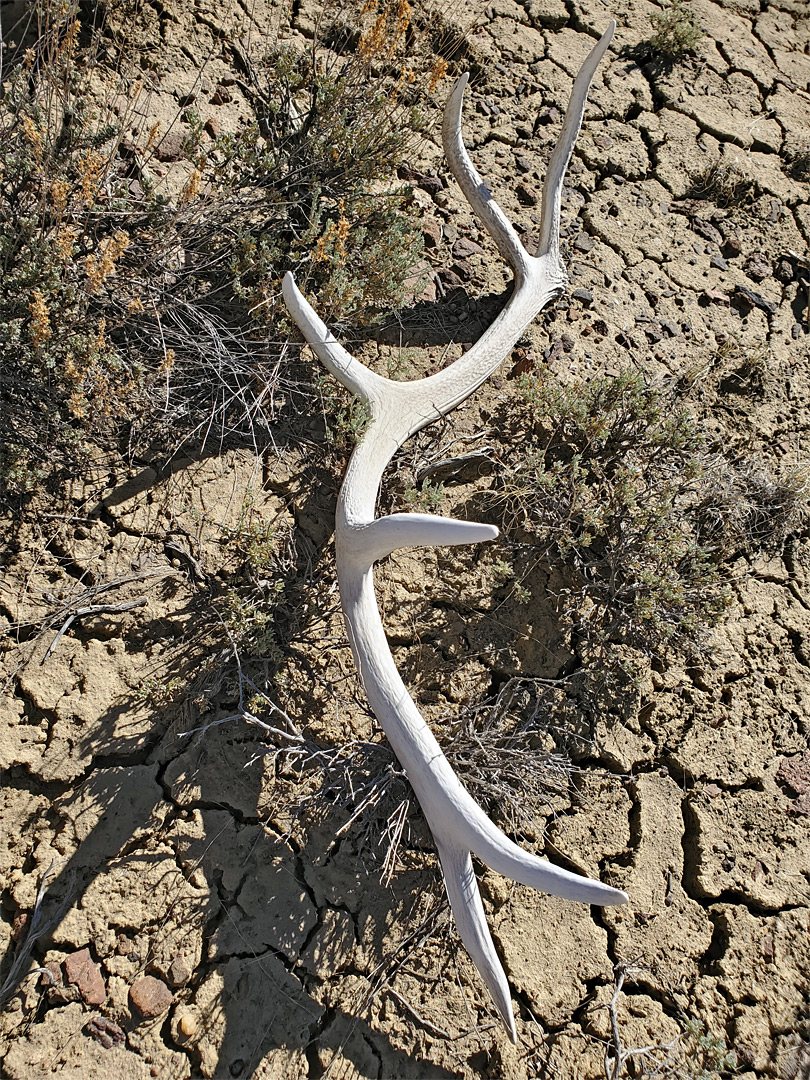Elk antler