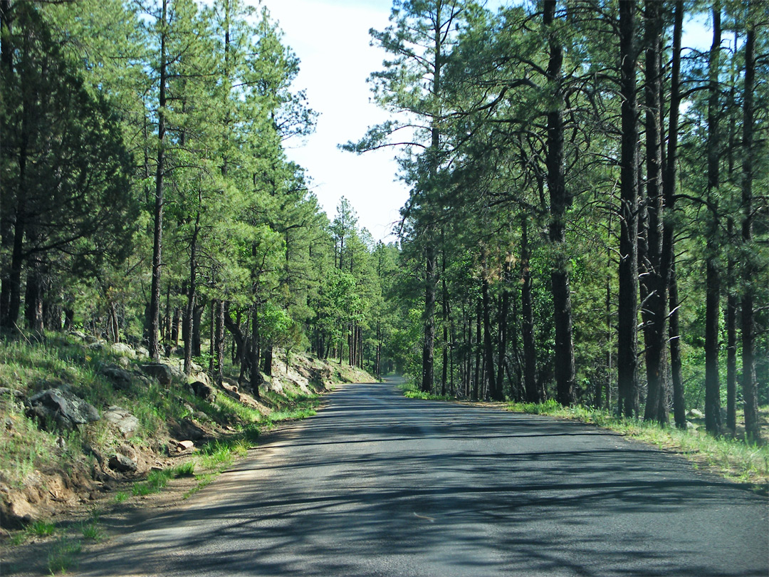 NM 15 through the forest