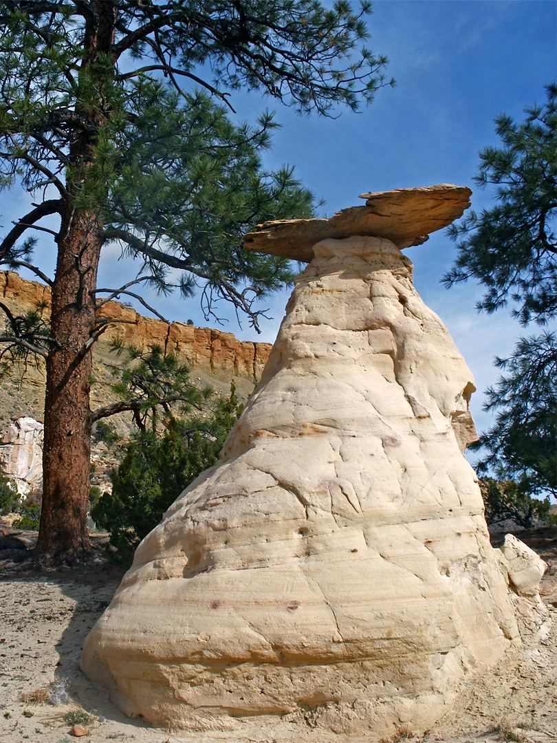 Hoodoo and pine tree