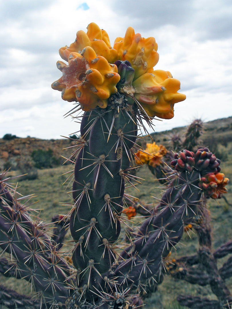 Cholla cactus fruit