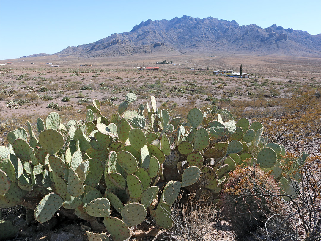 Florida Mountains Rock Hound State - Opuntia Florida Mountains