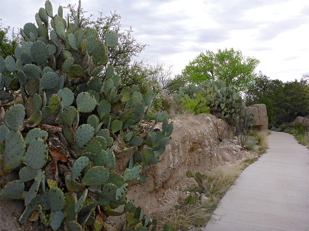 Opuntia