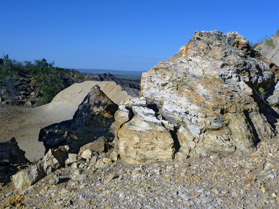 Base of a petrified tree