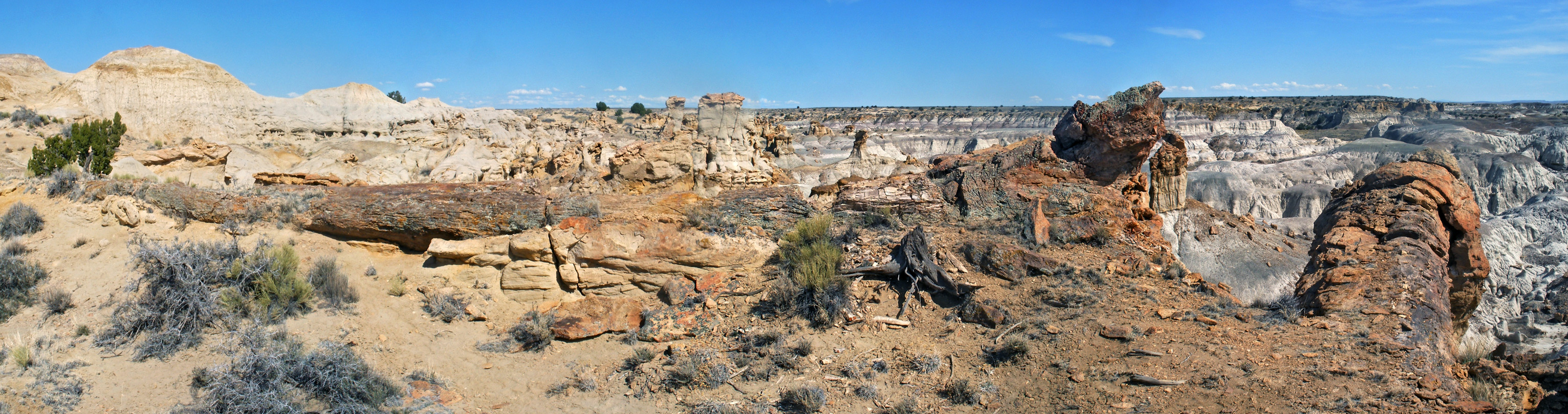 Hundred foot long petrified tree