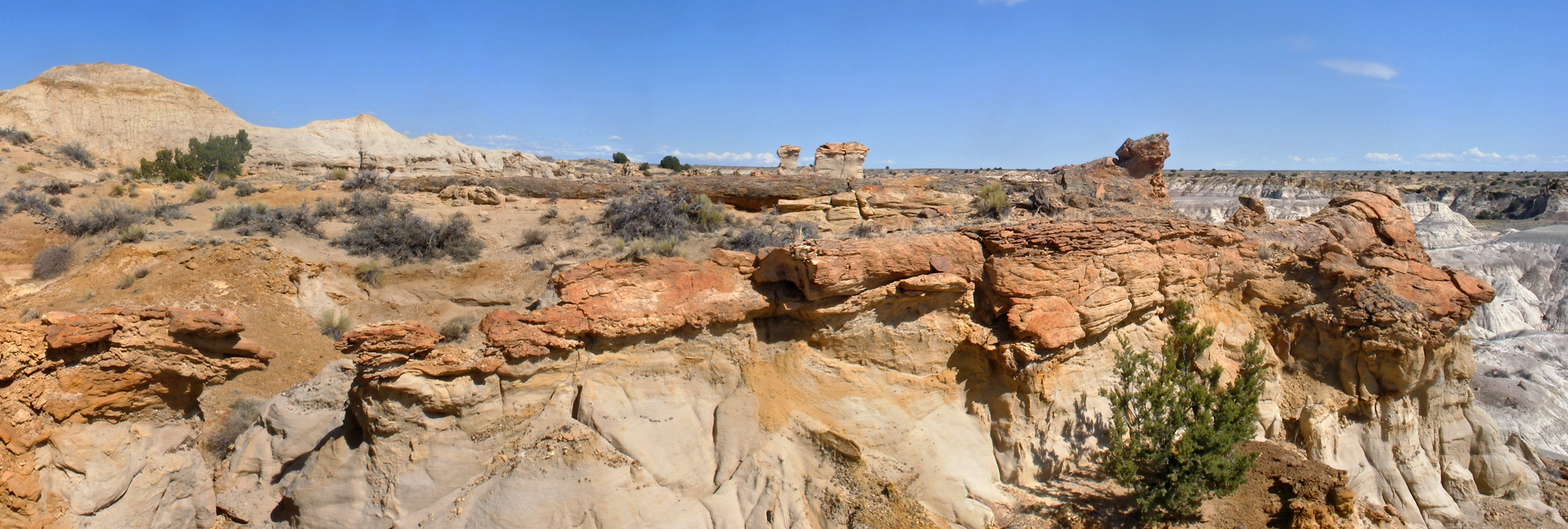 Petrified trees