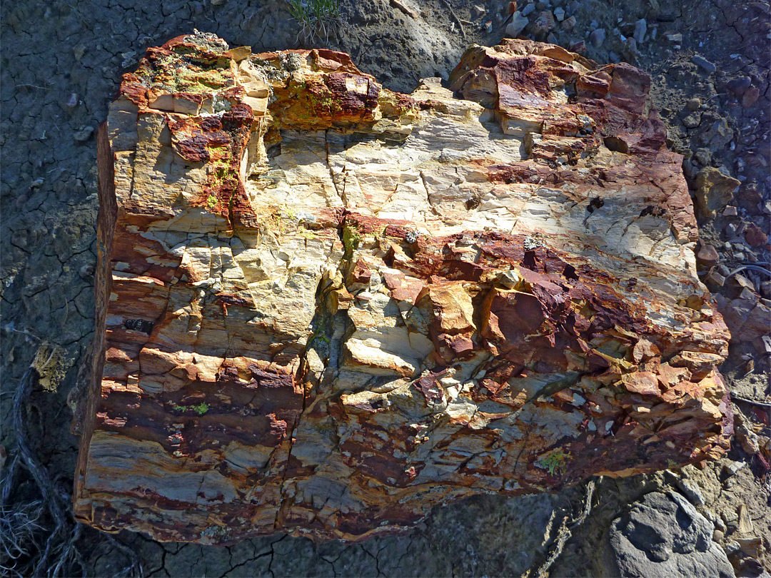 Colorful block of petrified wood