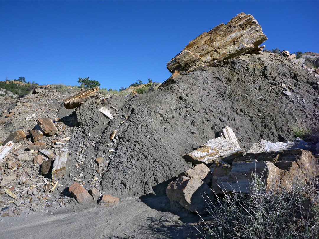 Petrified wood on a grey mound