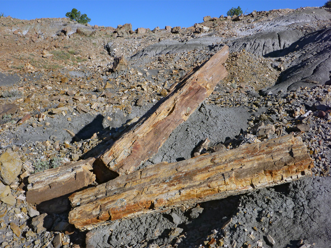 Split petrified log