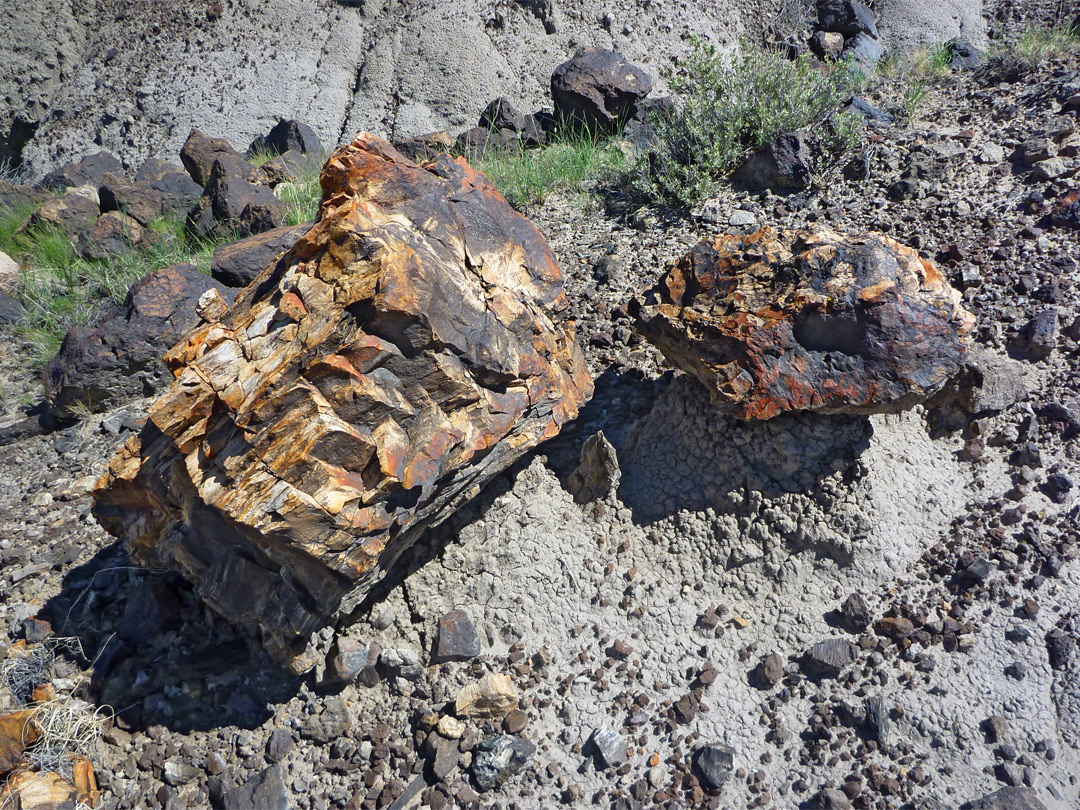 Dark-colored petrified wood