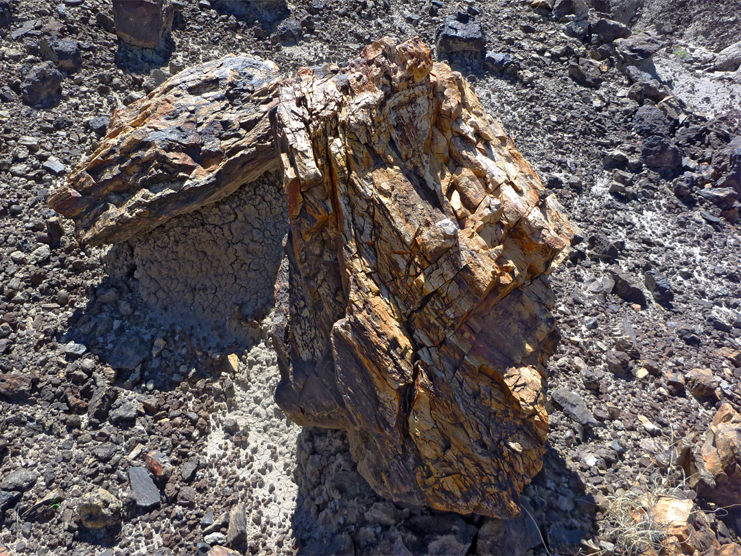 Pieces of petrified wood