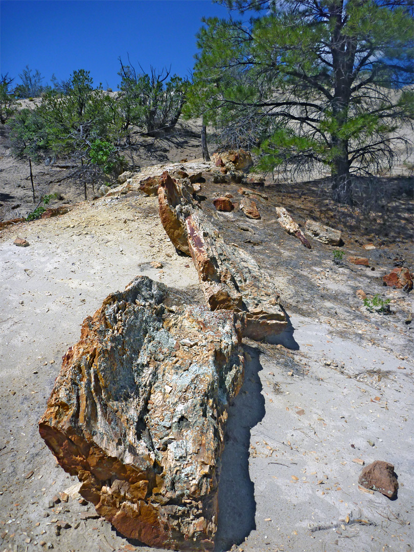 Petrified tree trunk