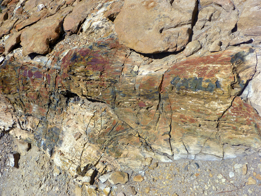 Petrified wood, partially buried