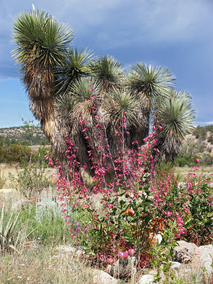 Soaptree yucca