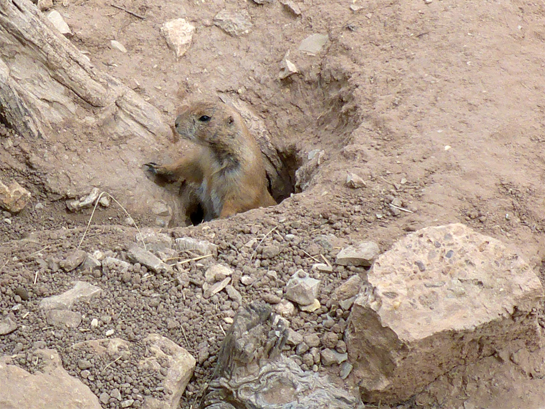 Prairie dog