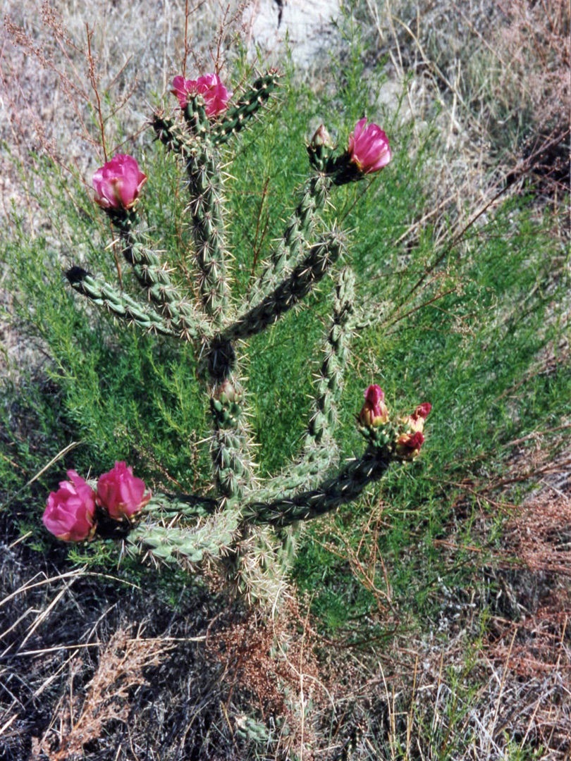 Purple-flowered opuntia