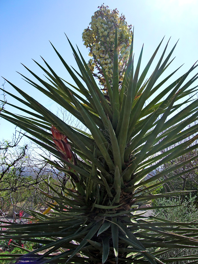 Torrey's yucca