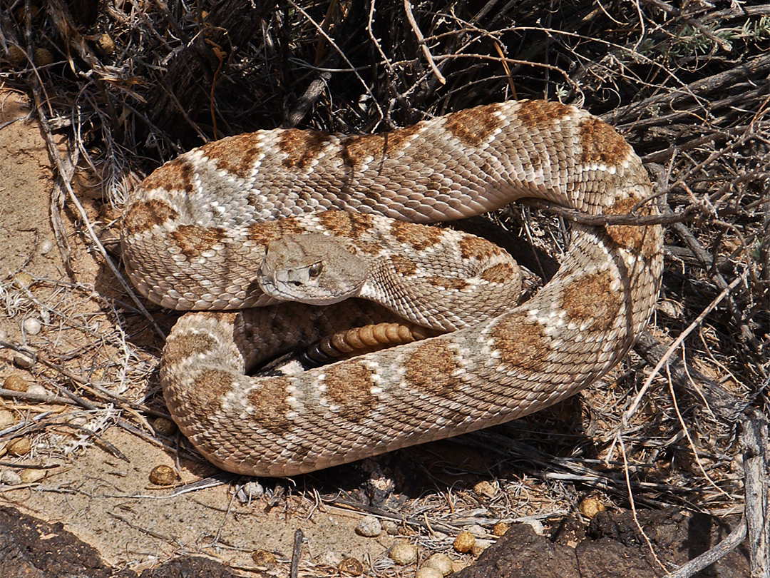 Western rattlesnake