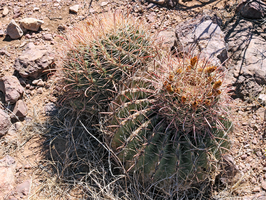 Barrel cactus