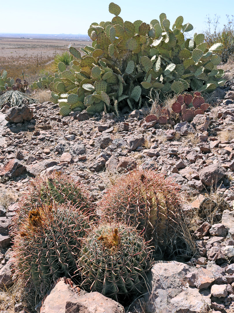 Opuntia and ferocactus