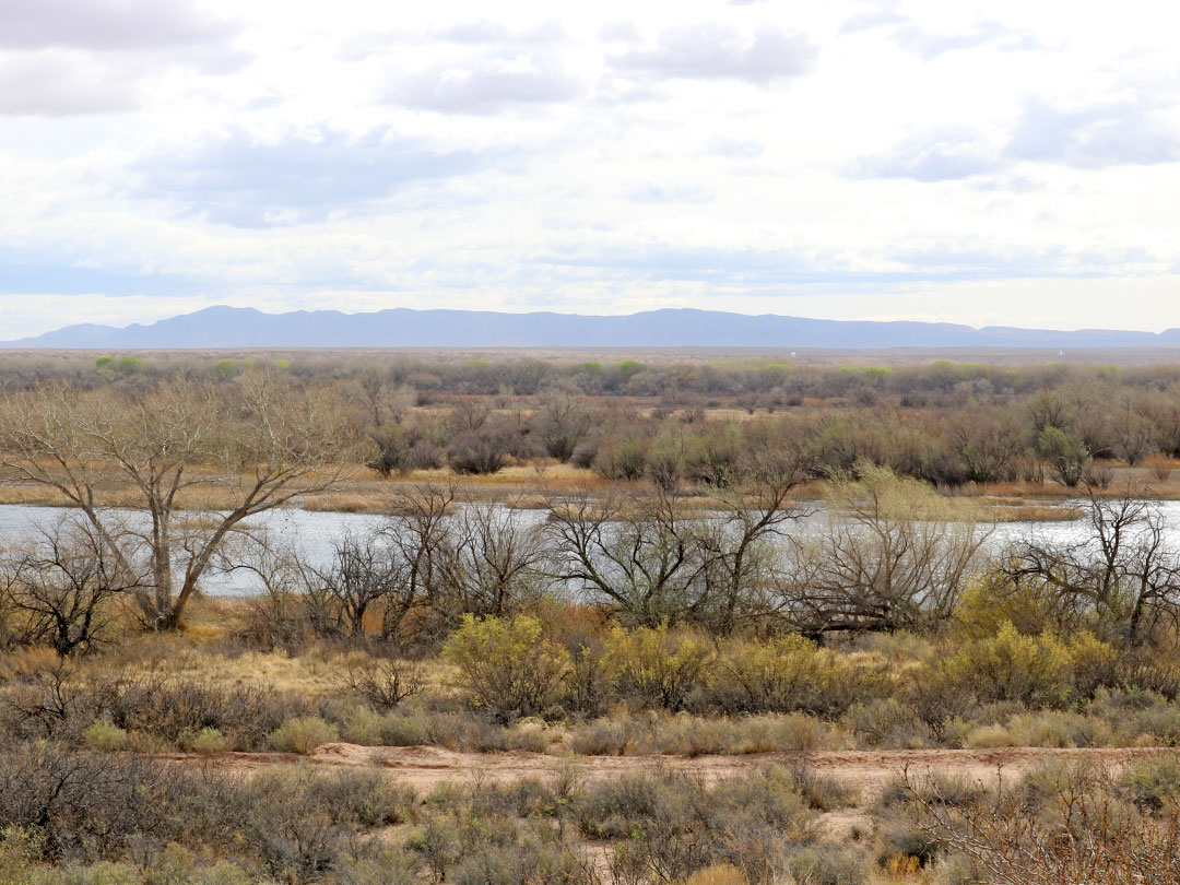 Trees by open water