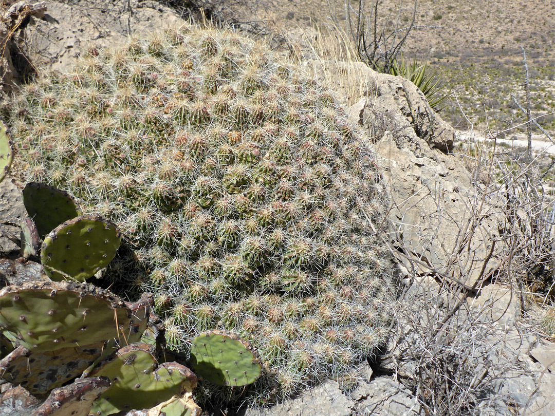 Hedgehog cactus