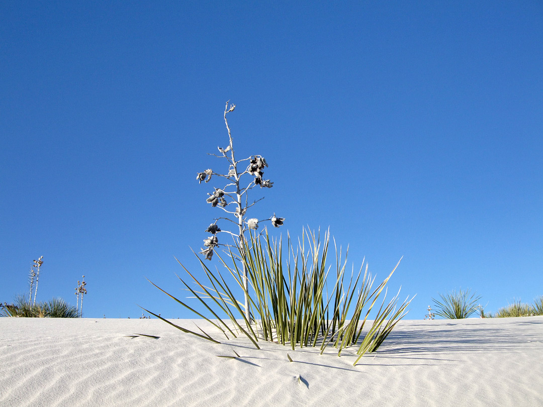 Buried yucca