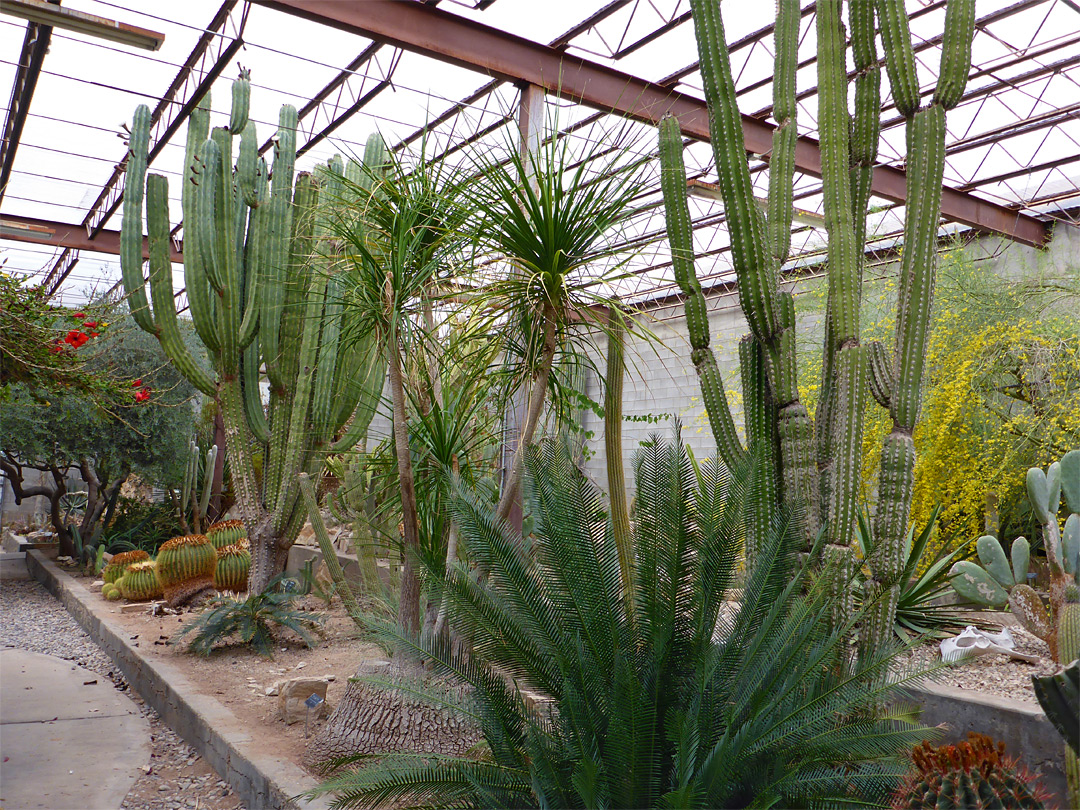 Desert plants