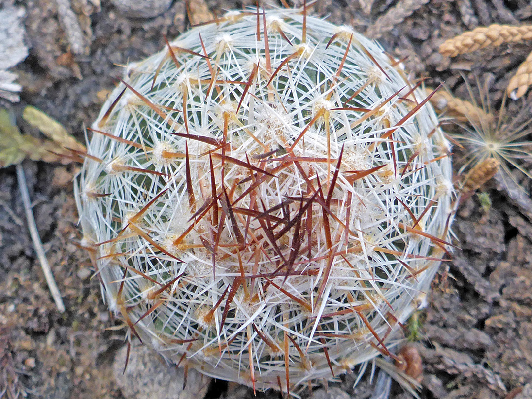 Common beehive cactus