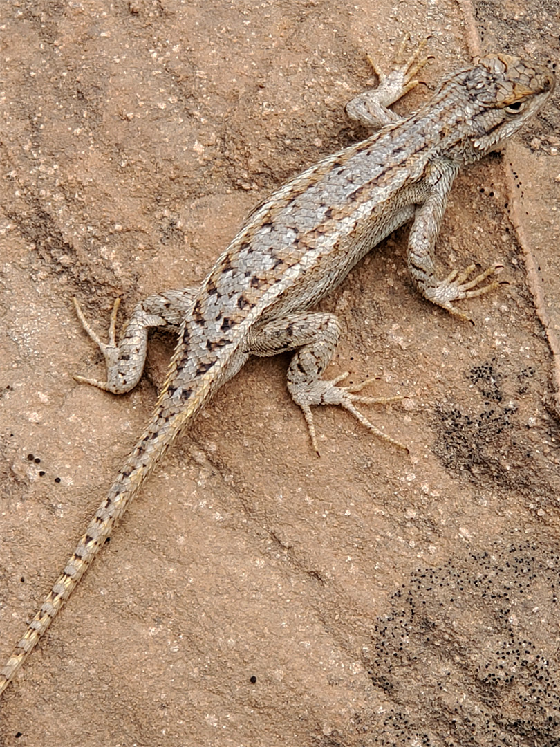 Plateau fence lizard