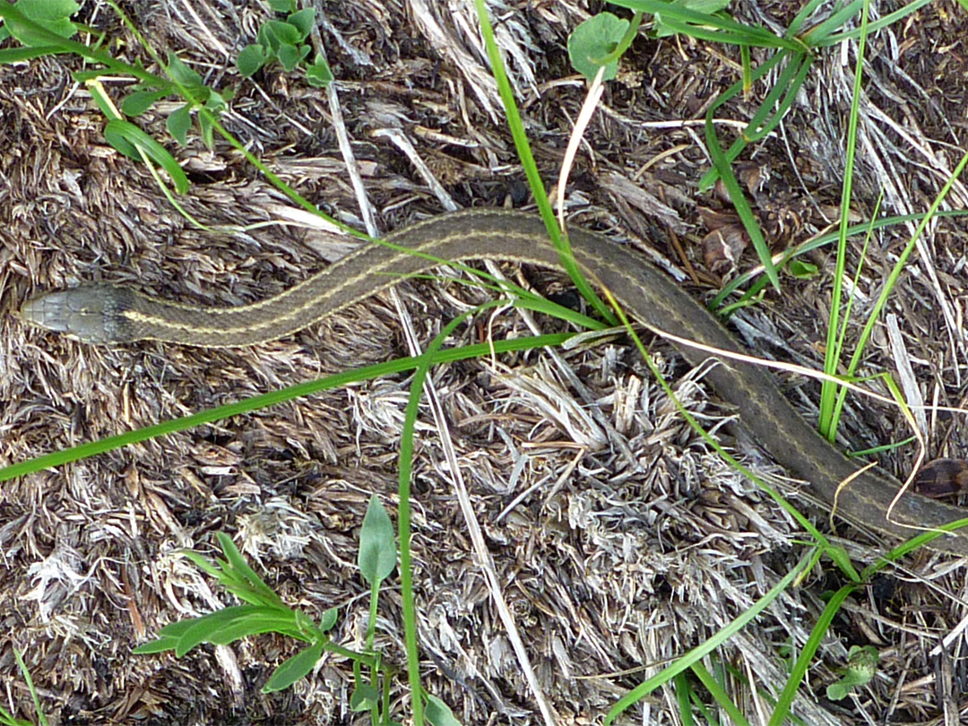 Western terrestrial garter snake